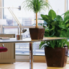 Улучшат работоспособность – растения для офиса